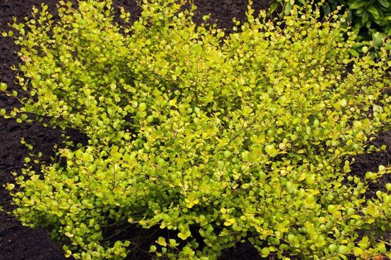 Betula nana Golden Treasure- pundurbērzs
